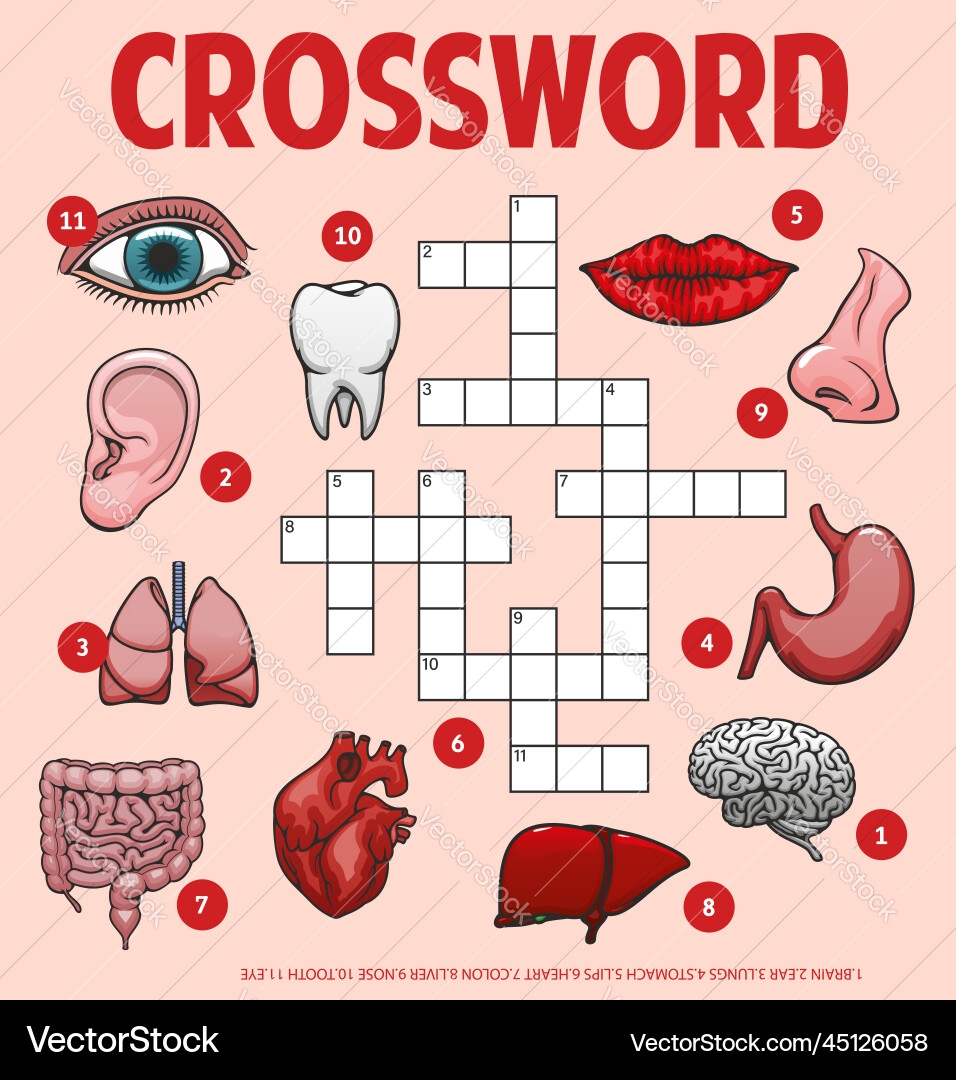 Anatomy Crossword Puzzle Body Organs Royalty Free Vector