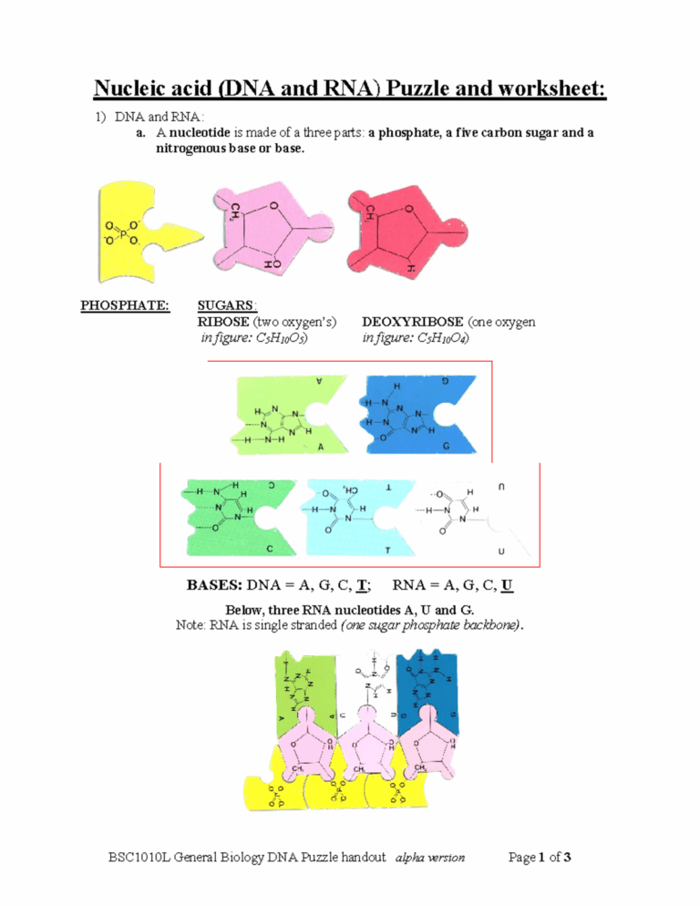 DNA Puzzle Worksheet Lab Nucleic Acid DNA And RNA Puzzle And 