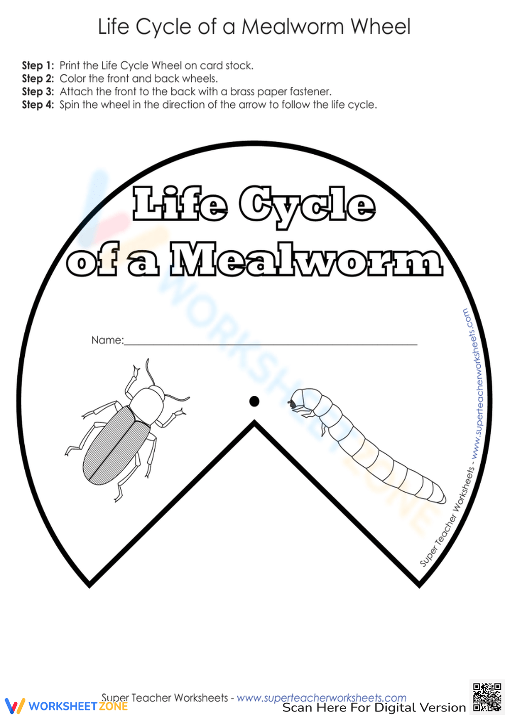 Free Printable U0026 Interactive Mealworm Life Cycle Worksheets Worksheets Library