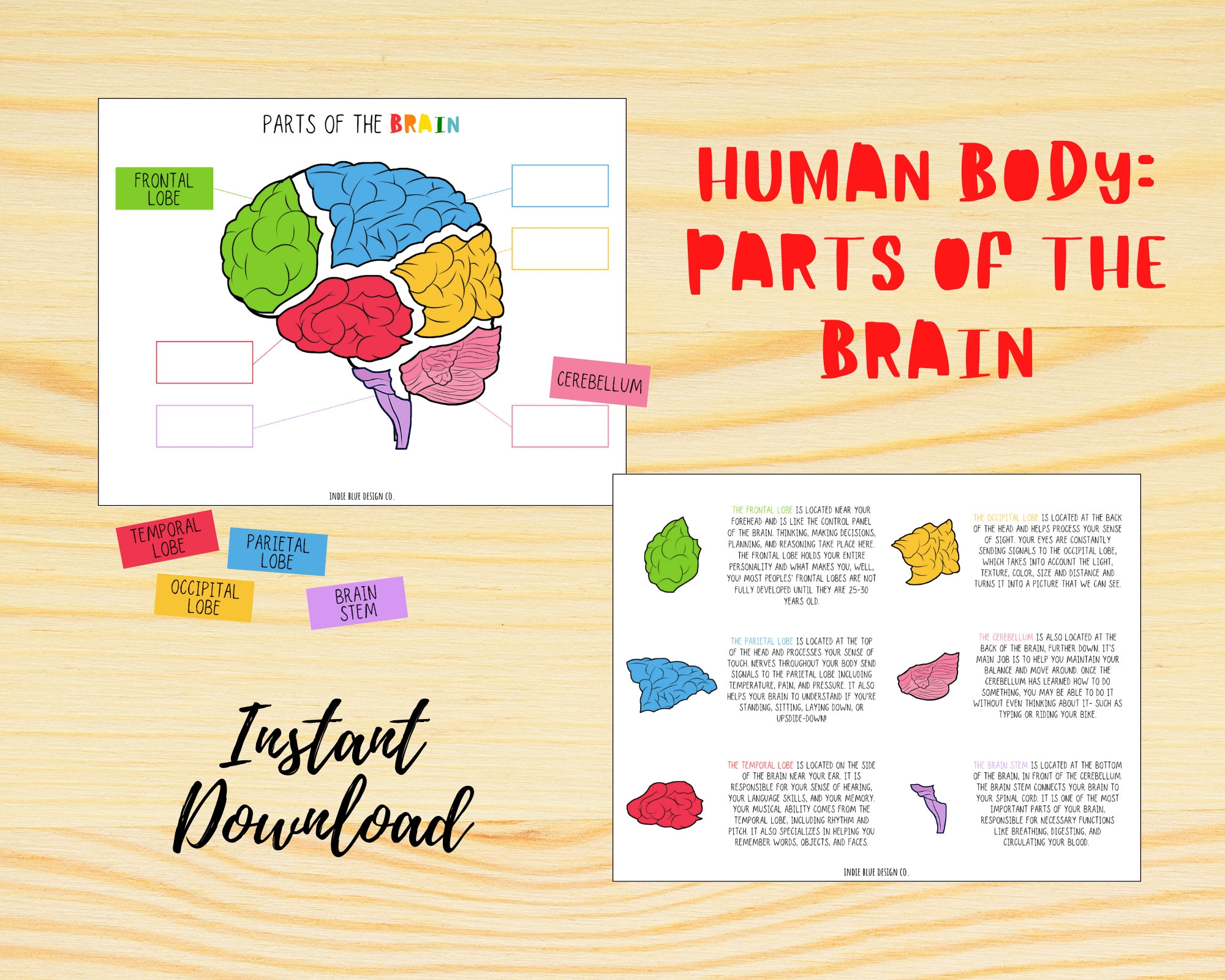 Human Body Study Parts Of The Brain Brain Puzzle Brain Activity 