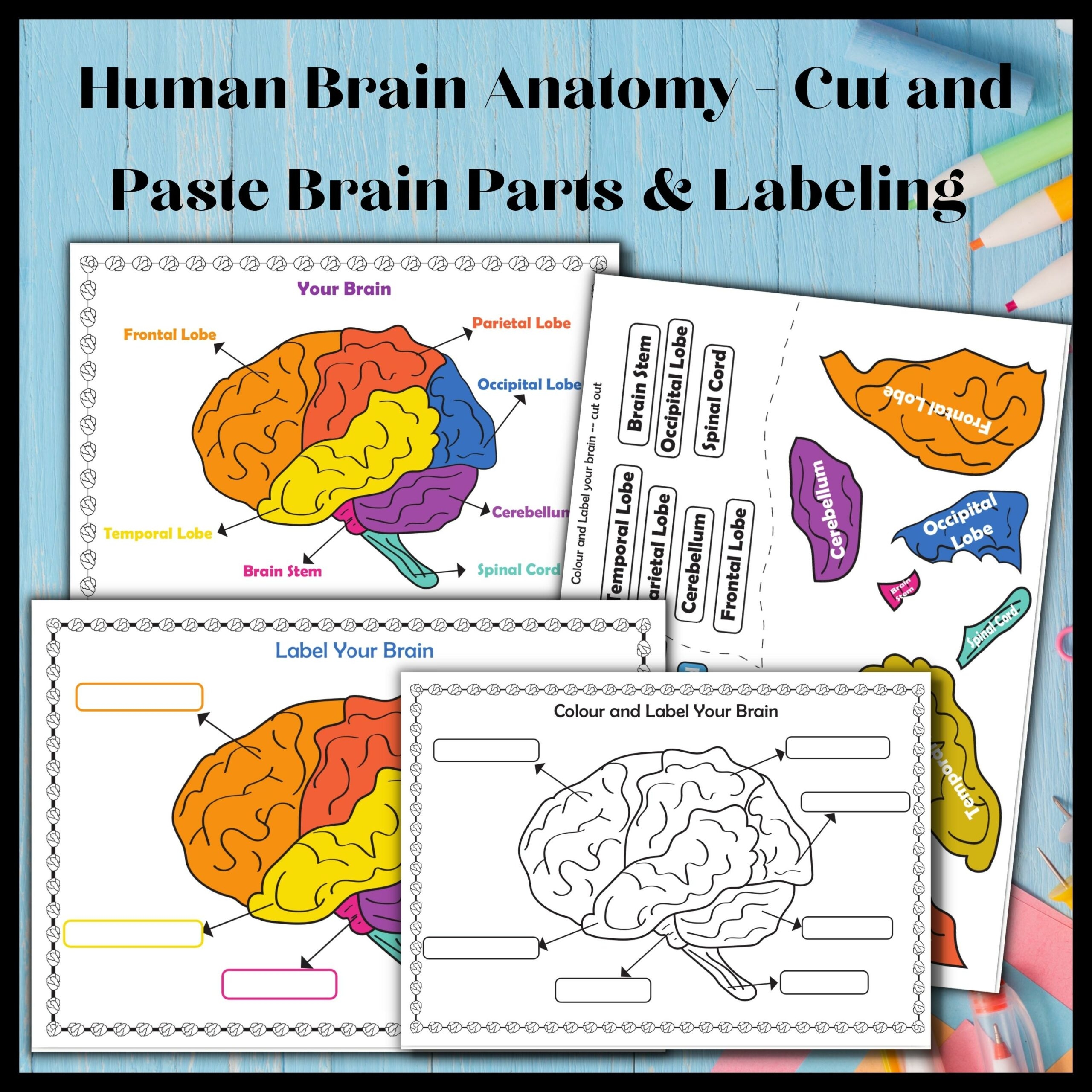 Human Brain Anatomy Cut And Paste Brain Parts U0026 Labeling Diagram 