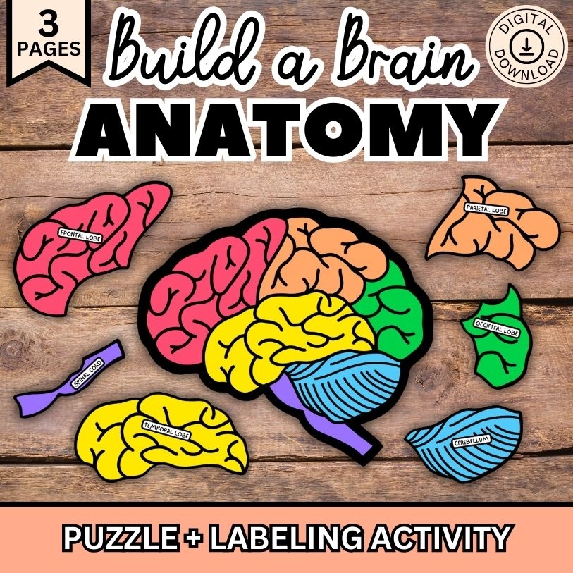 Brain Parts Puzzle Worksheets