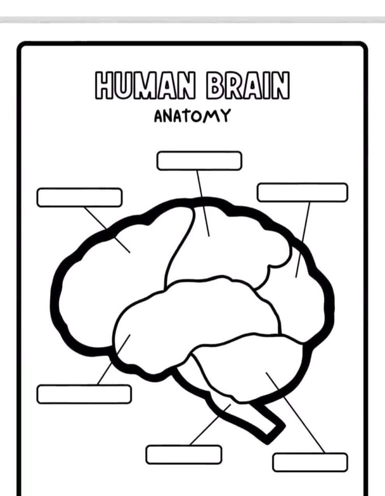 Human Brain Anatomy For Kids Printable Brain Brain Labeling Activity Brain Puzzle Brain With Labels Human Brain Labeling Brain Diagram
