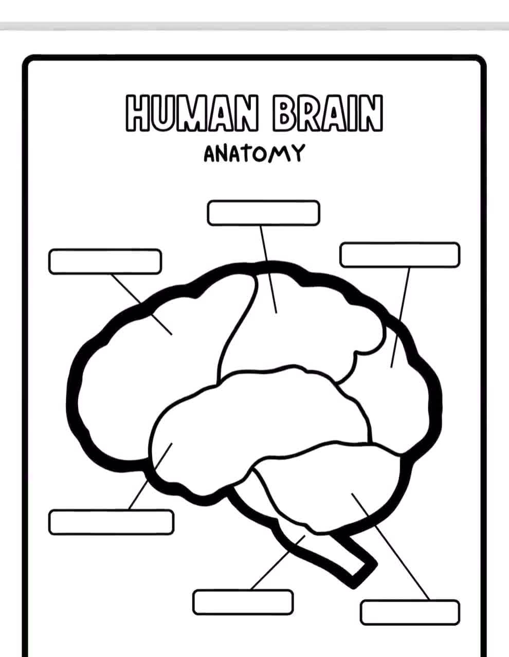 Human Brain Anatomy For Kids Printable Brain Brain Labeling Activity Brain Puzzle Brain With Labels Human Brain Labeling Brain Diagram