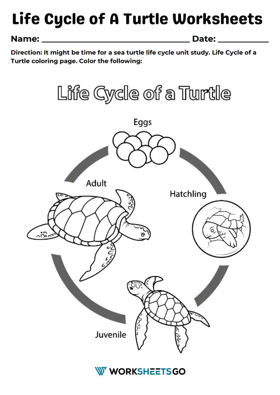 Life Cycle Of A Turtle Worksheets WorksheetsGO