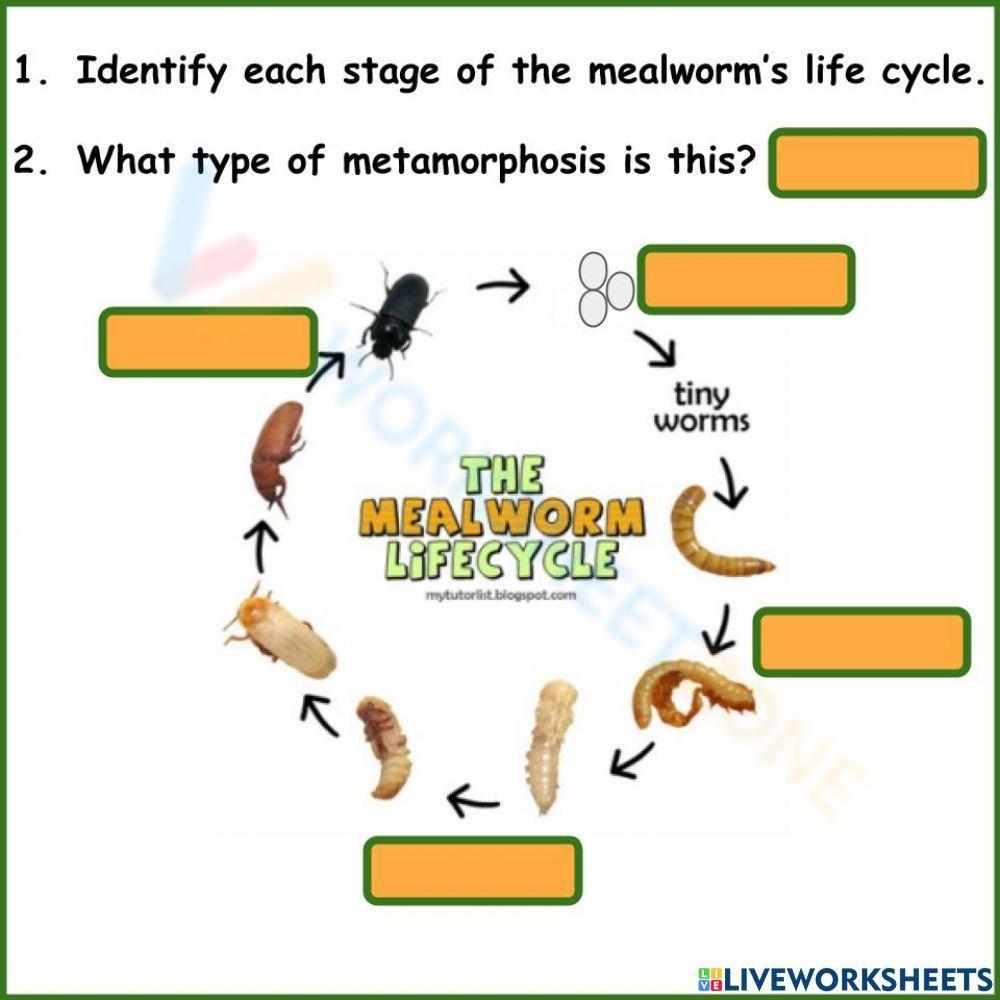 Mealworm Life Cycle Worksheets 2025
