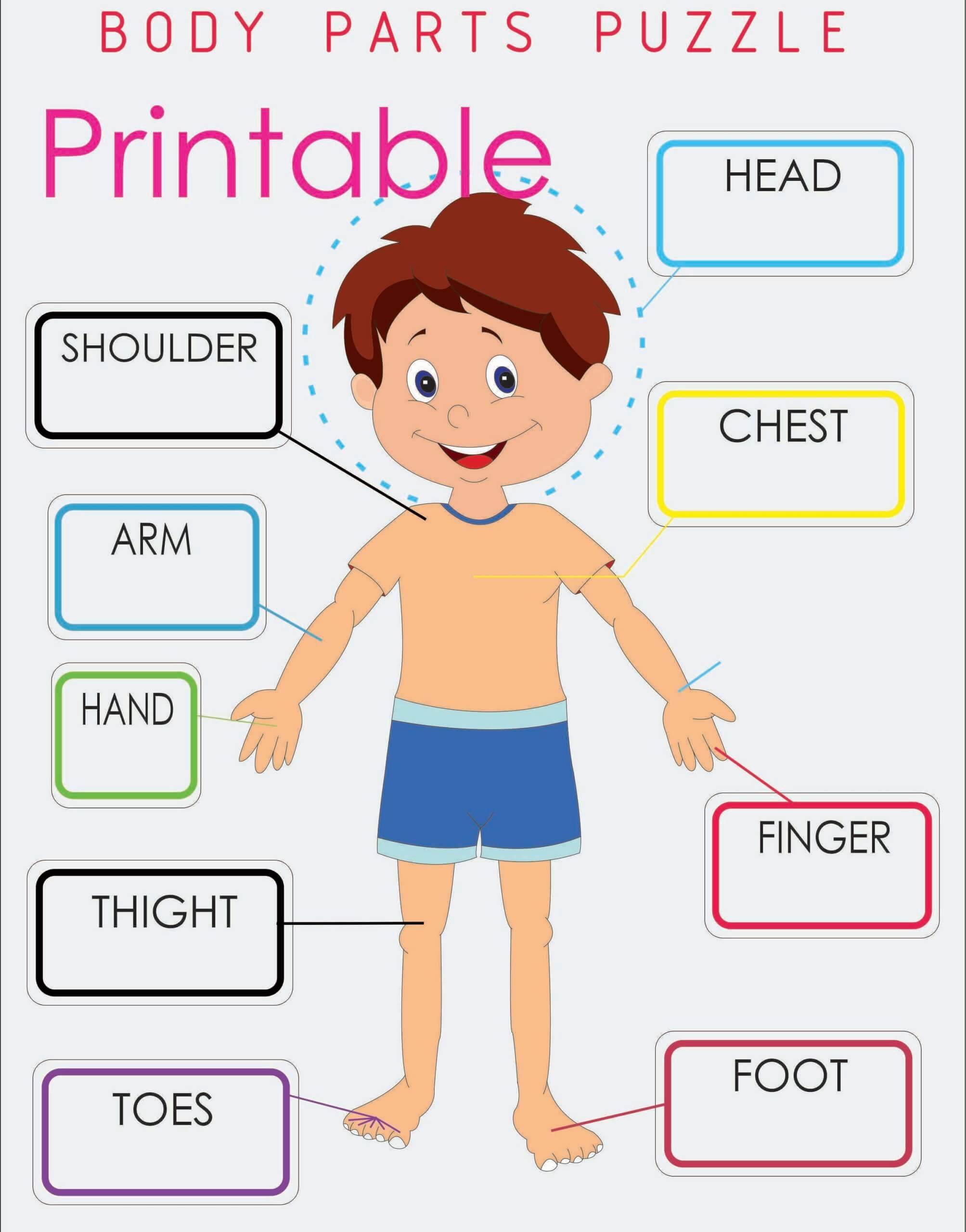 Anatomy Puzzle Worksheets