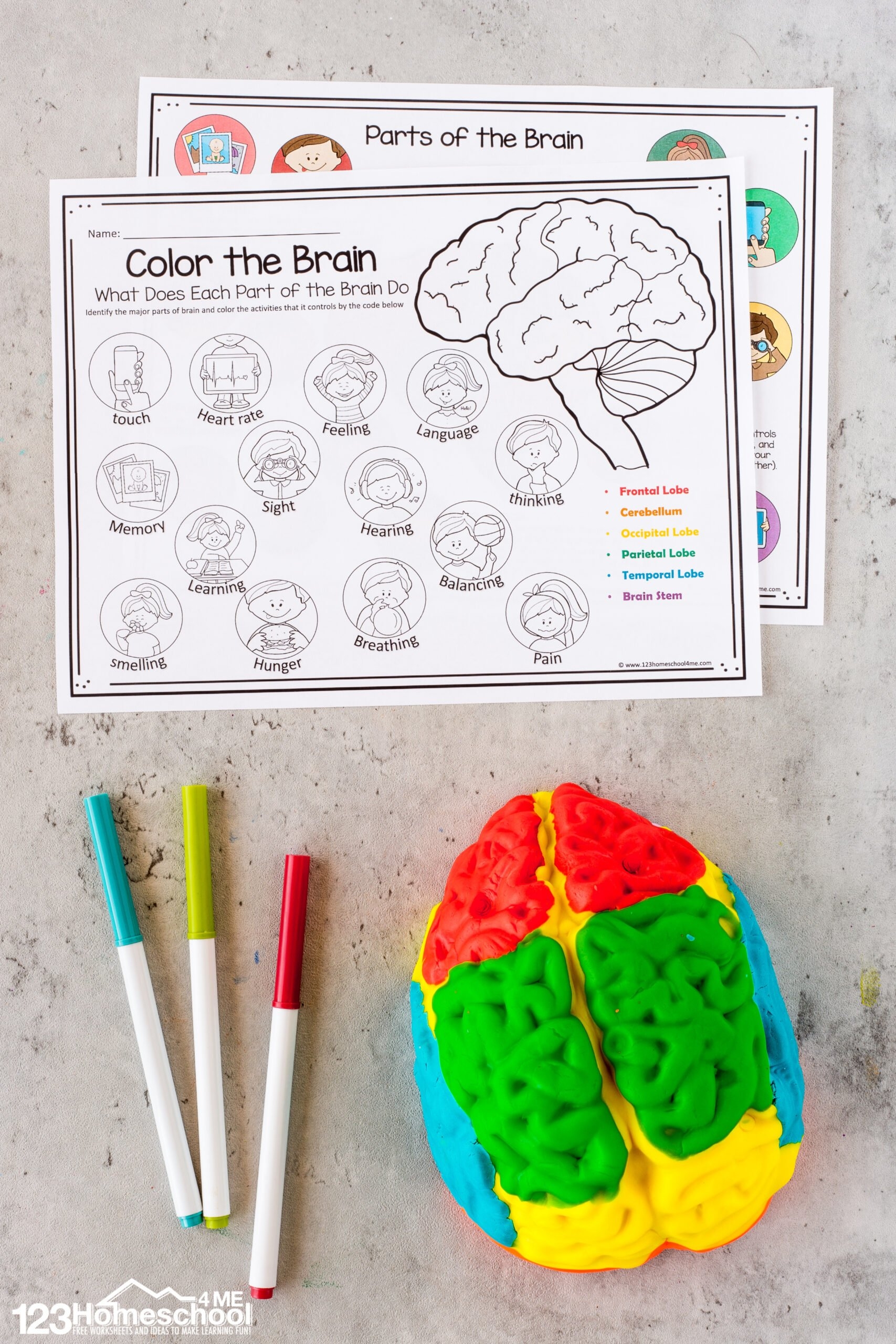 Parts Of The Brain Activity For Kids Brain Diagram And 