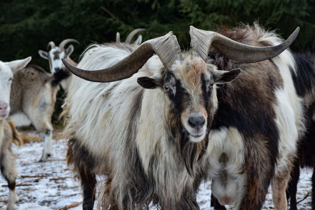 A group of animals with horns photo – Free Ukraine Image on Unsplash A group of animals with horns photo – Free Ukraine Image on Unsplash