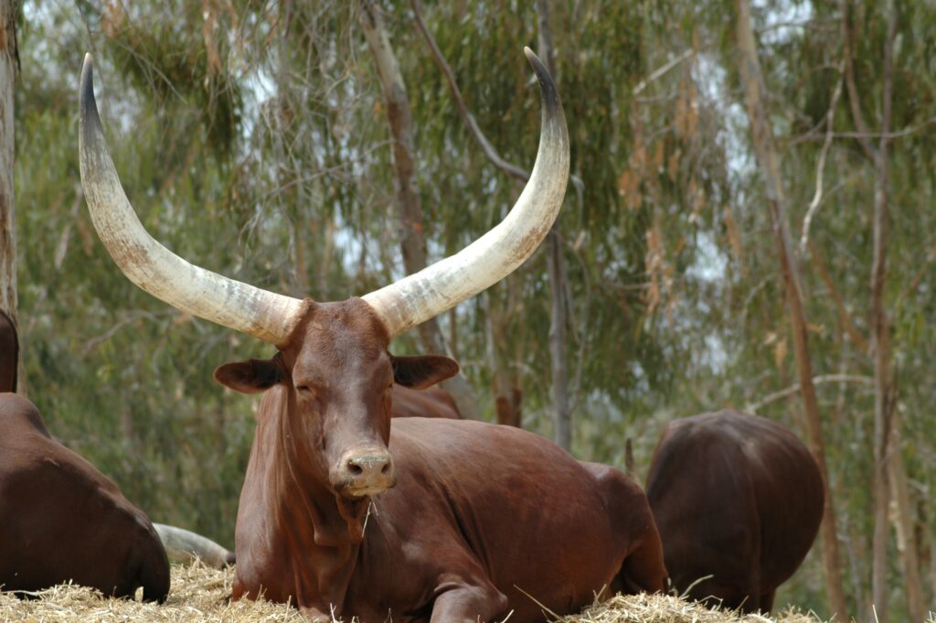 Animals With Horns Level 91 – Animals With Horns In Australia at Elizabeth Ogilvy blog Animals With Horns Level 91 - Animals With Horns In Australia at Elizabeth Ogilvy blog