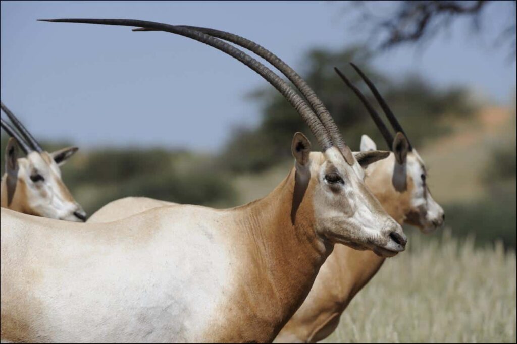 These Animals Have the Most Massive Horns of Any Species – A-Z Animals These Animals Have the Most Massive Horns of Any Species - A-Z Animals